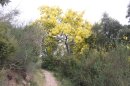Estérel et mimosa